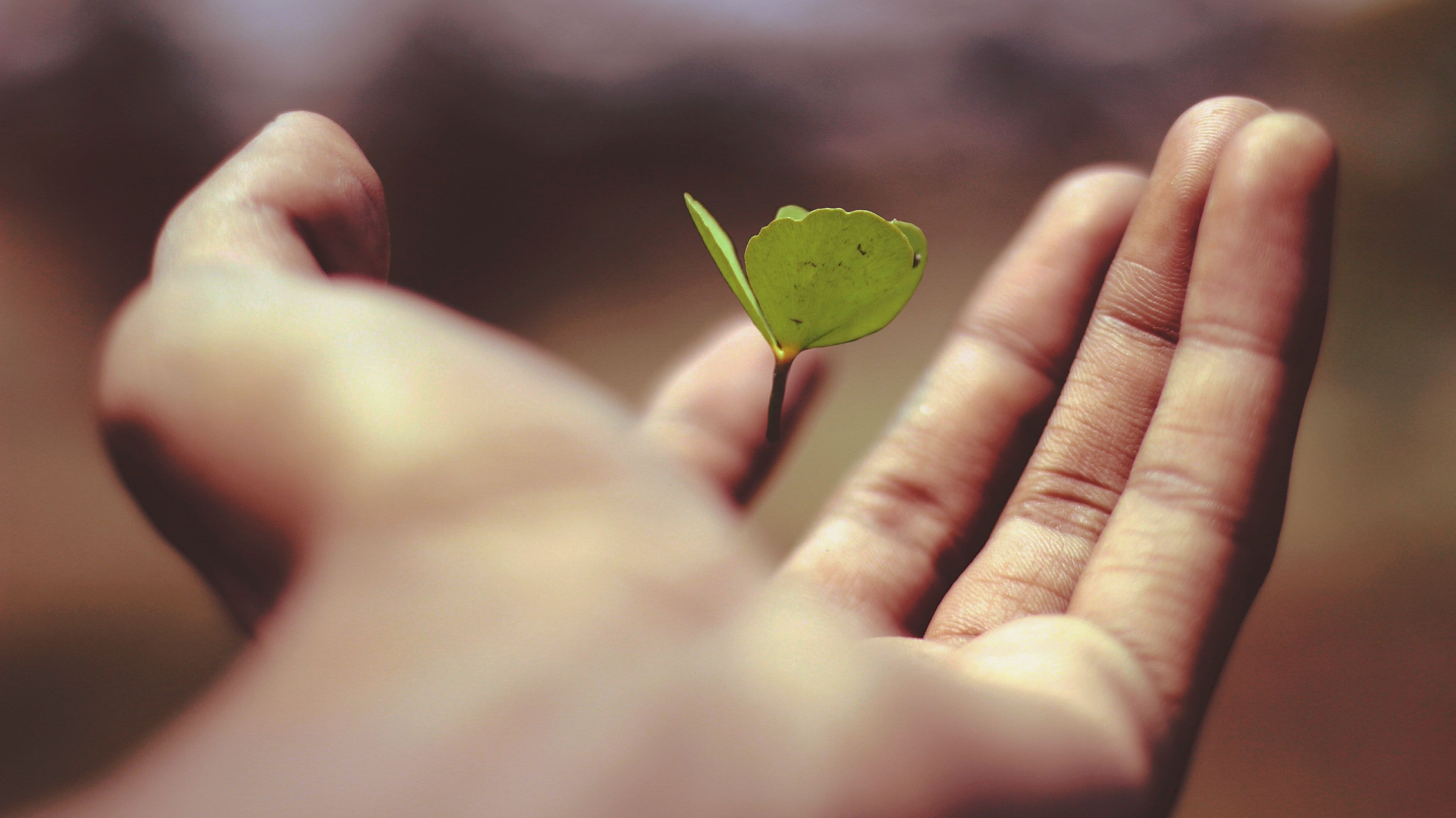 floating green leaf plant on person's hand